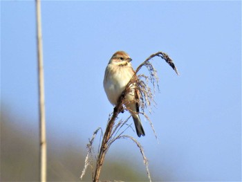 Sun, 3/15/2020 Birding report at 守谷野鳥のみち