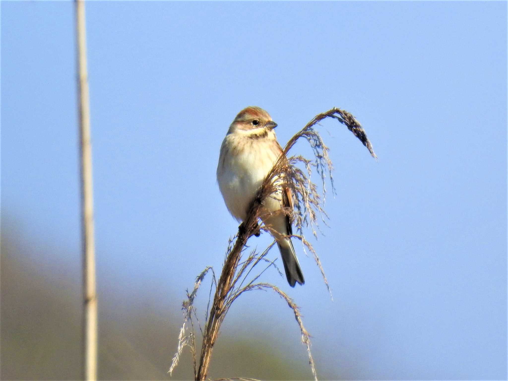 Photo of Common Reed Bunting at 守谷野鳥のみち by rin