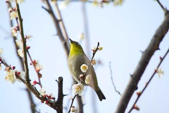 メジロ じゅん菜公園　里見公園 2016年2月14日(日)