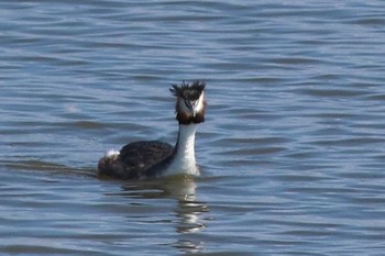 Great Crested Grebe Watarase Yusuichi (Wetland) Sun, 3/15/2020