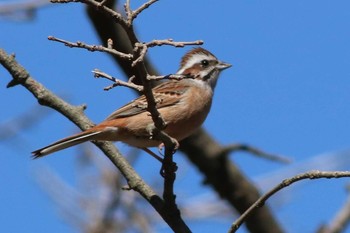 Rustic Bunting Watarase Yusuichi (Wetland) Sun, 3/15/2020