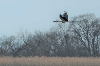 Oriental Stork Watarase Yusuichi (Wetland) Sun, 3/15/2020