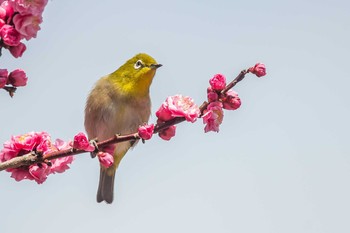 Warbling White-eye 石ケ谷公園 Thu, 3/5/2020