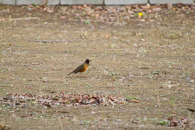 じゅん菜公園　里見公園 アカハラの写真 by natoto