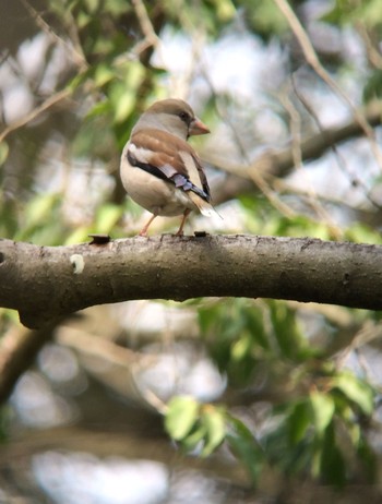 Hawfinch 馬見丘陵公園 Sun, 3/15/2020