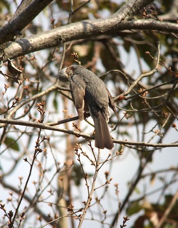 Brown-eared Bulbul 馬見丘陵公園 Sun, 3/15/2020