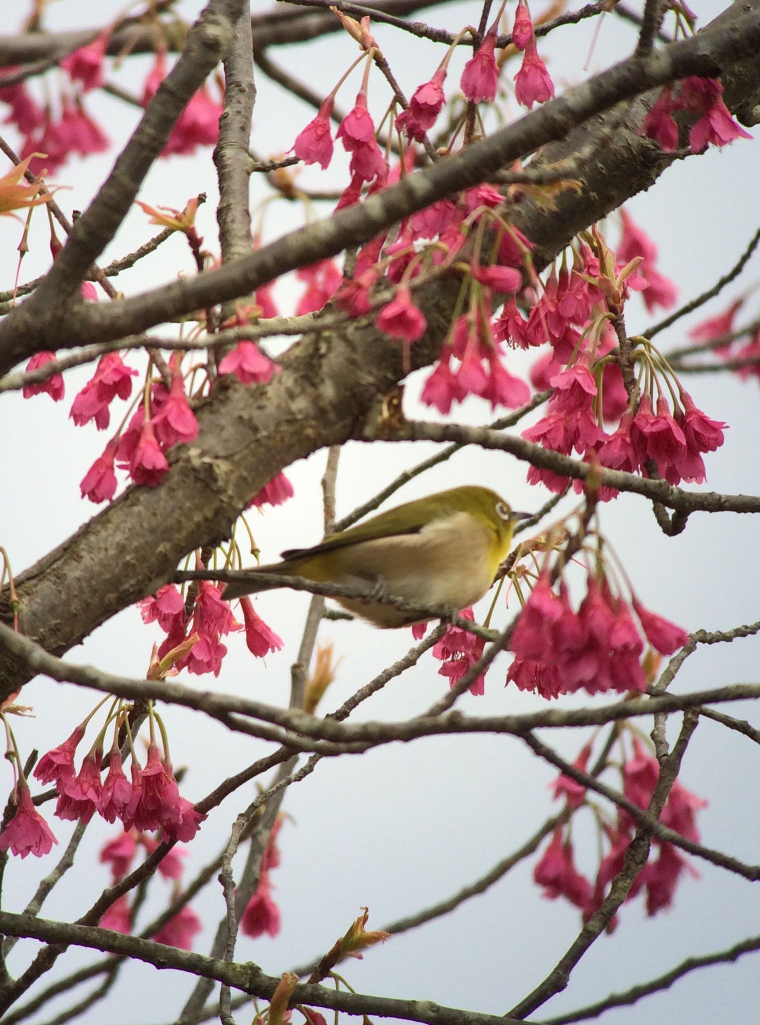 Photo of Warbling White-eye at 馬見丘陵公園 by  takatang