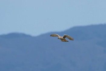 チョウゲンボウ 滋賀県高島市 2020年3月15日(日)