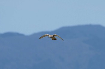 チョウゲンボウ 滋賀県高島市 2020年3月15日(日)