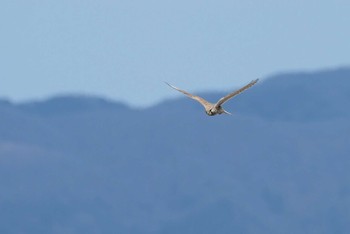 チョウゲンボウ 滋賀県高島市 2020年3月15日(日)