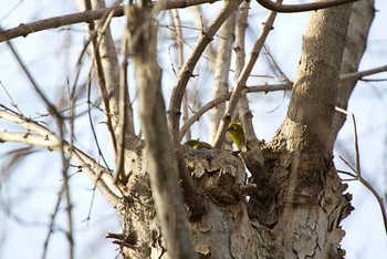 メジロ じゅん菜公園　里見公園 2016年2月14日(日)