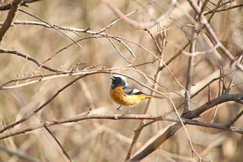 ジョウビタキ 柏の葉公園 2016年2月26日(金)