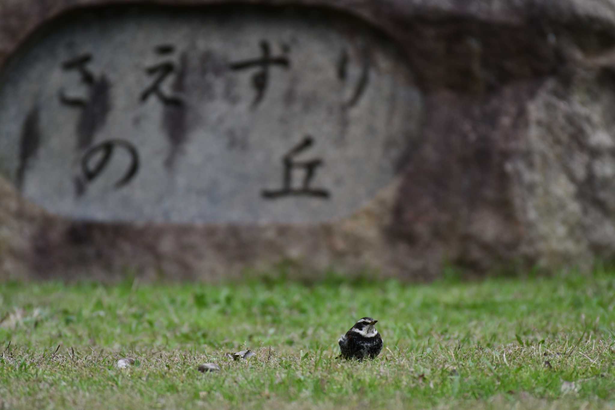 大阪南港野鳥園 ツグミの写真 by Daguchan