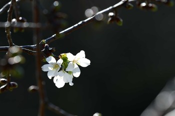 Mon, 3/16/2020 Birding report at Osaka Nanko Bird Sanctuary