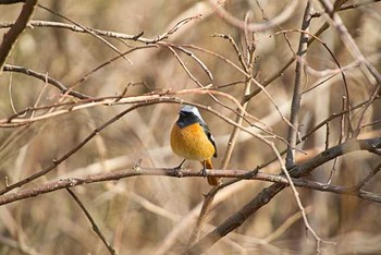 ジョウビタキ 柏の葉公園 2016年2月26日(金)