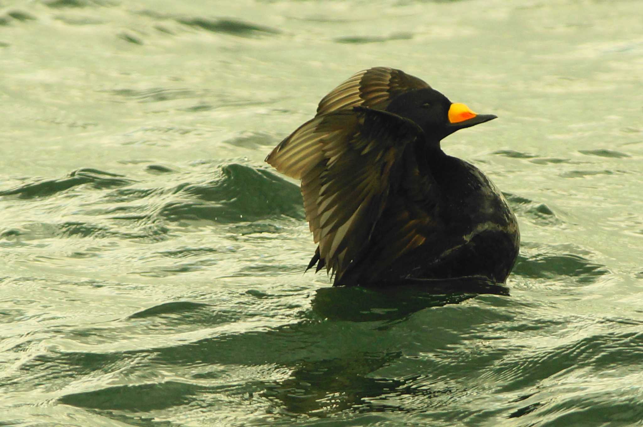 Photo of Black Scoter at 江の島 by bea