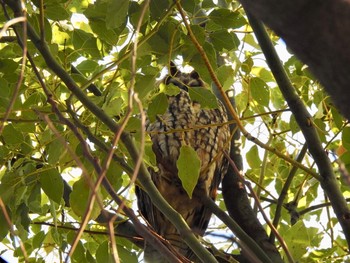 2020年3月15日(日) 神奈川県の野鳥観察記録