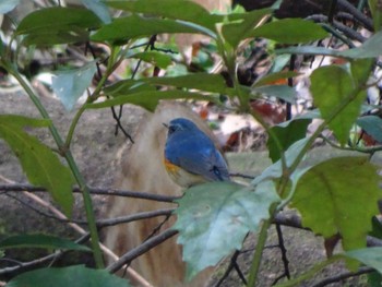 2020年3月15日(日) 東高根森林公園の野鳥観察記録