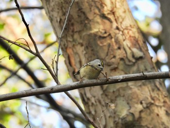 2020年3月16日(月) 水元公園の野鳥観察記録