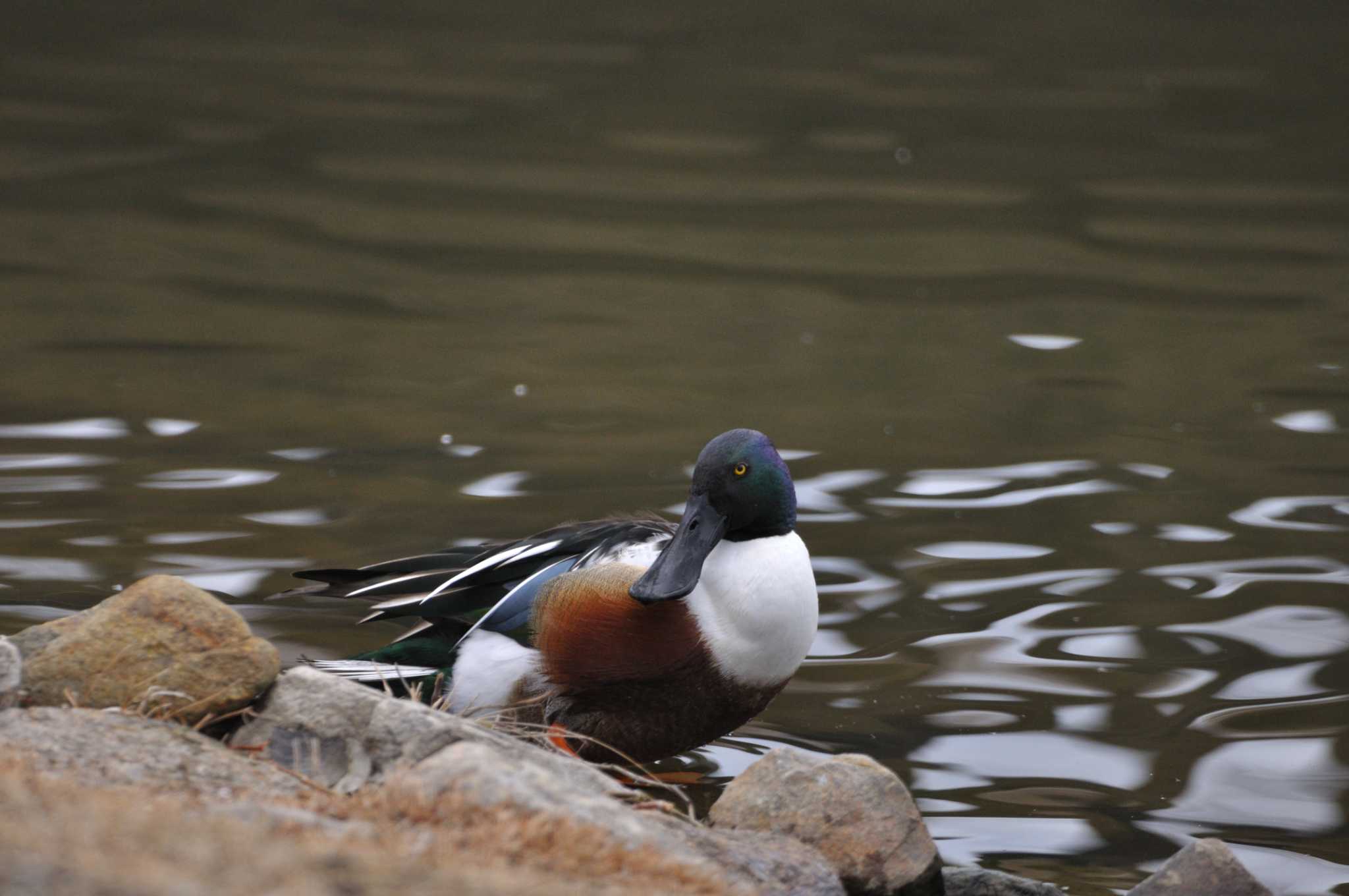 Northern Shoveler