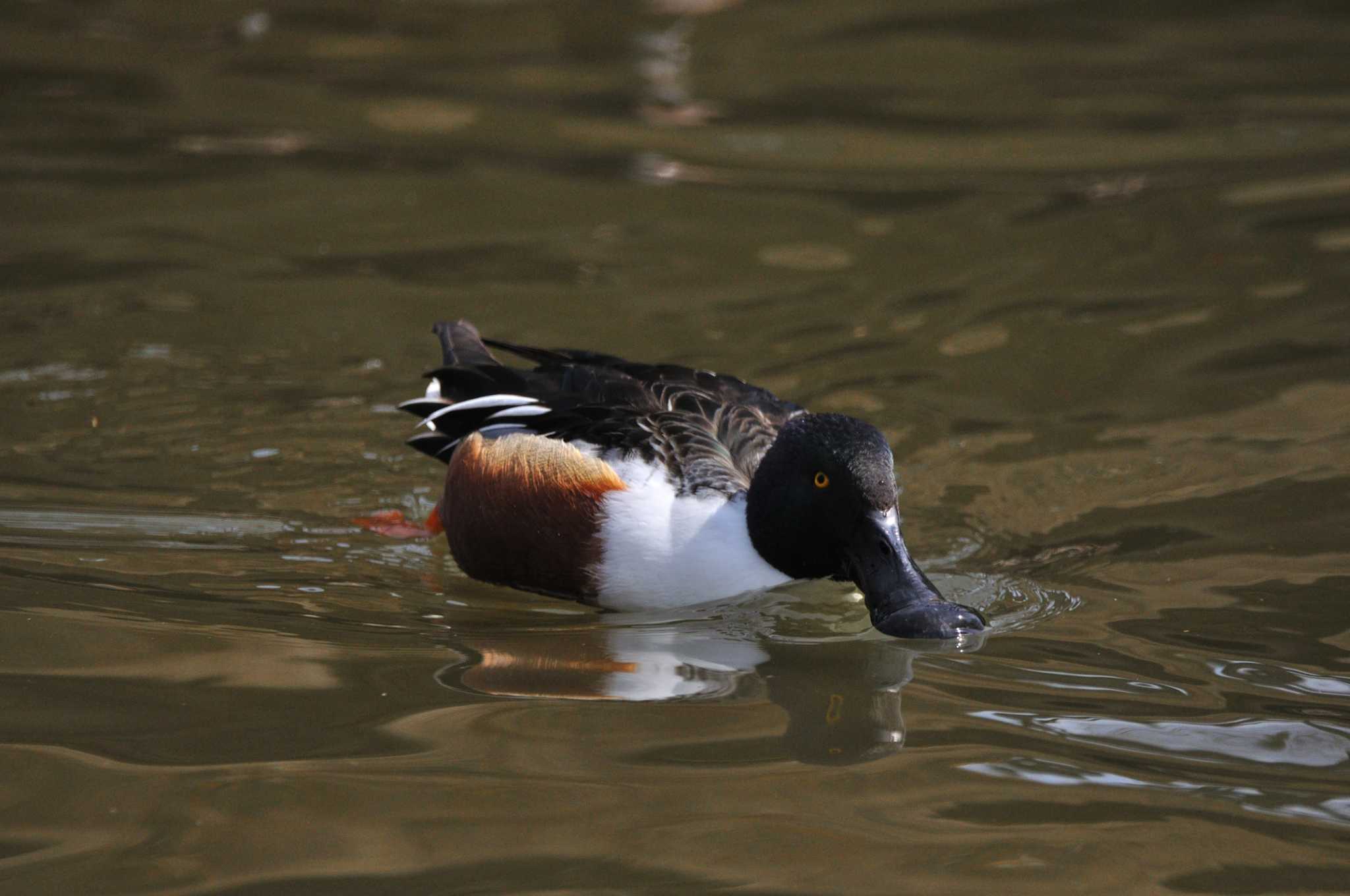 Northern Shoveler