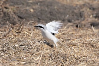 Chinese Grey Shrike Minuma Rice Field Mon, 3/16/2020