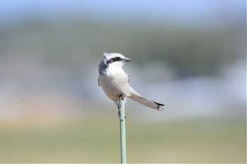 Chinese Grey Shrike Minuma Rice Field Mon, 3/16/2020