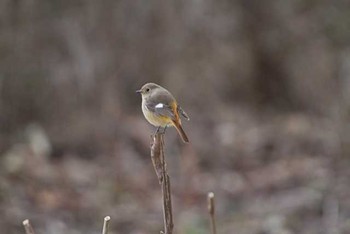 ジョウビタキ 柏の葉公園 2016年2月26日(金)