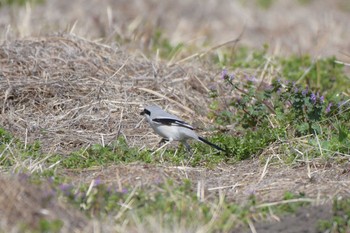 Chinese Grey Shrike Minuma Rice Field Mon, 3/16/2020