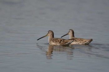 2020年3月15日(日) 伊佐沼の野鳥観察記録