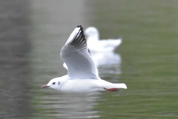 ユリカモメ 明石公園 2020年3月14日(土)