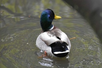 マガモ 明石公園 2020年3月14日(土)