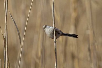 Fri, 2/26/2016 Birding report at 柏の葉公園