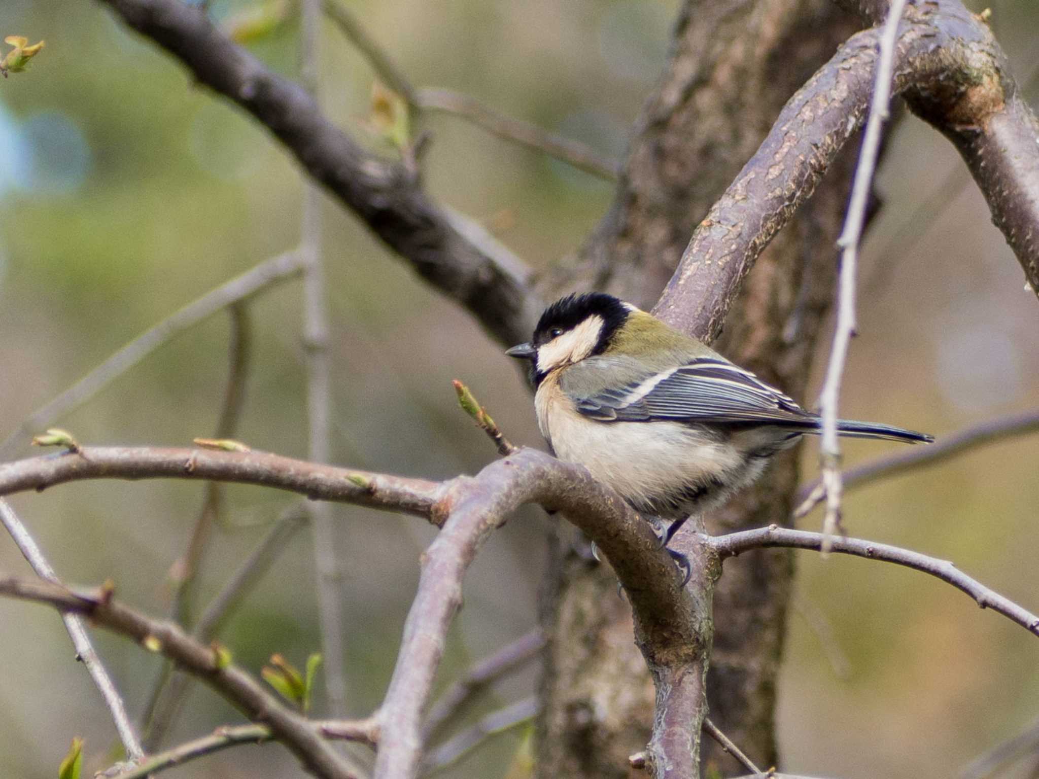 Photo of Japanese Tit at 平塚総合公園 by Tosh@Bird