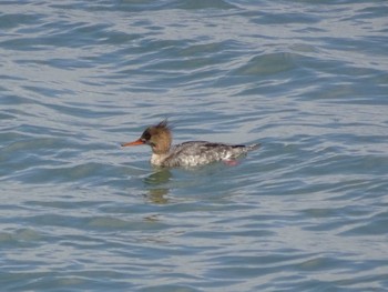 Red-breasted Merganser 日の出三番瀬沿い緑道 Sun, 3/15/2020