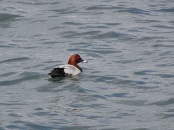 Common Pochard 日の出三番瀬沿い緑道 Sun, 3/15/2020