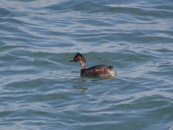 Black-necked Grebe 日の出三番瀬沿い緑道 Sun, 3/15/2020