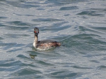 Black-necked Grebe 日の出三番瀬沿い緑道 Sun, 3/15/2020