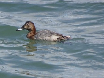 Common Pochard 日の出三番瀬沿い緑道 Sun, 3/15/2020