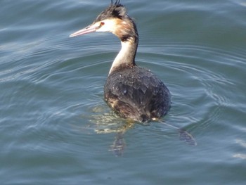 Great Crested Grebe 日の出三番瀬沿い緑道 Sun, 3/15/2020