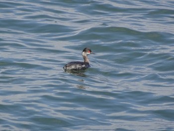 Black-necked Grebe 日の出三番瀬沿い緑道 Sun, 3/15/2020