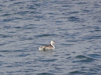 Great Crested Grebe 日の出三番瀬沿い緑道 Sun, 3/15/2020