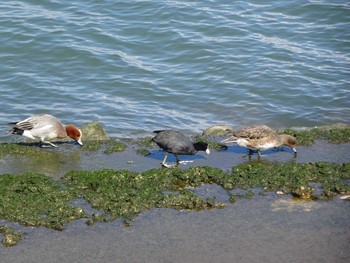 Eurasian Wigeon 日の出三番瀬沿い緑道 Sun, 3/15/2020