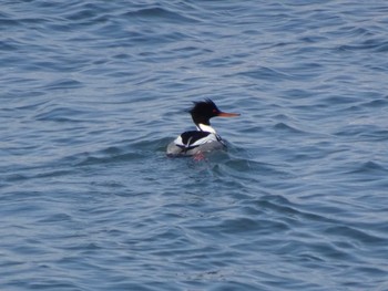 Red-breasted Merganser 日の出三番瀬沿い緑道 Sun, 3/15/2020