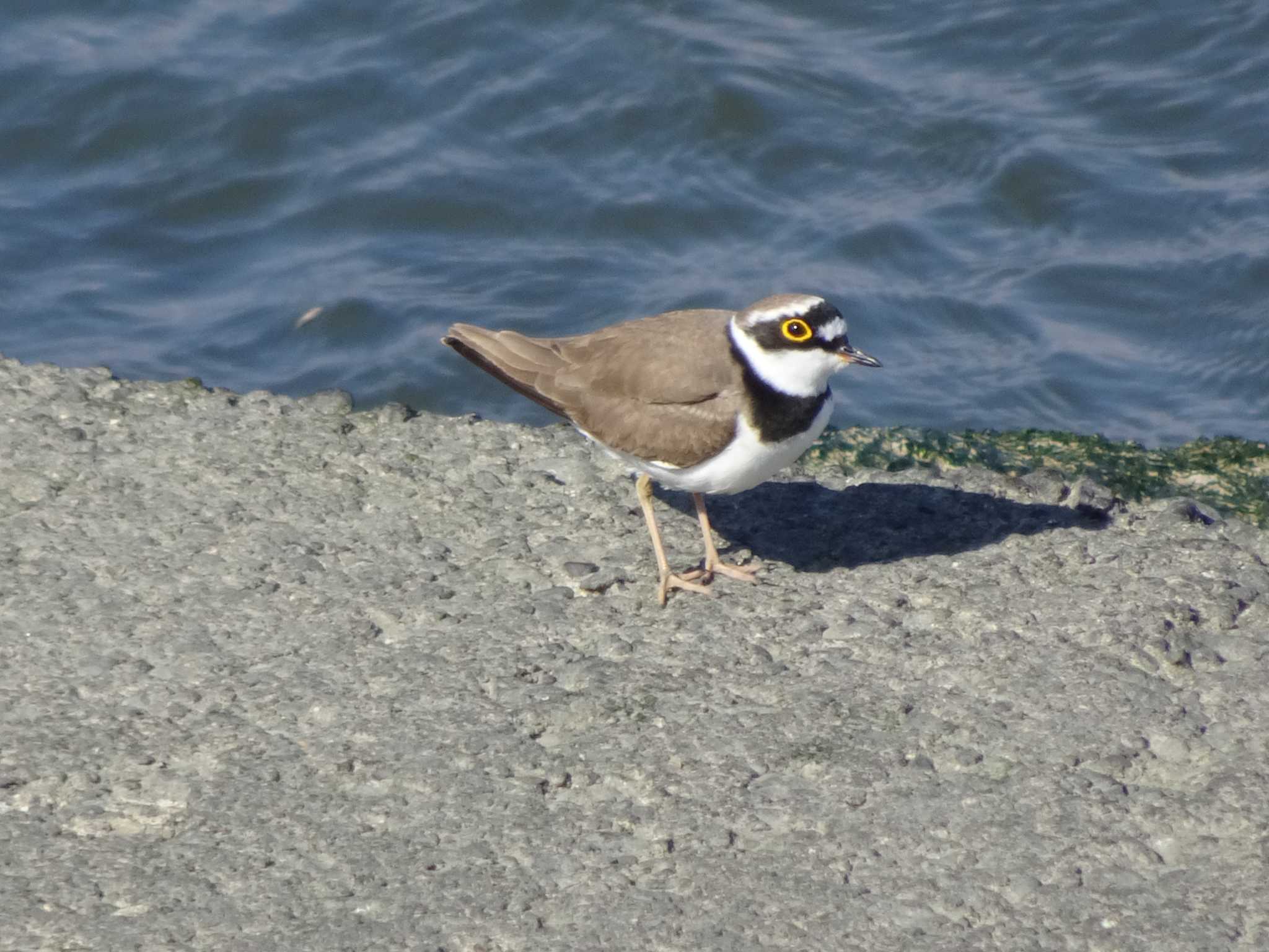 Photo of Little Ringed Plover at 日の出三番瀬沿い緑道 by Kozakuraband