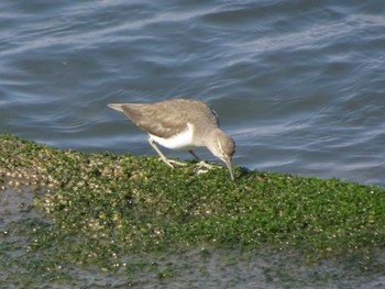 Common Sandpiper 日の出三番瀬沿い緑道 Sun, 3/15/2020