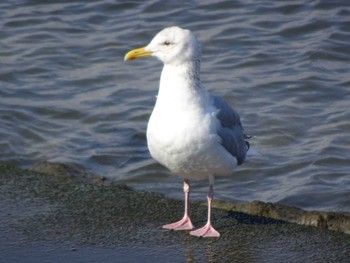 Vega Gull 日の出三番瀬沿い緑道 Sun, 3/15/2020