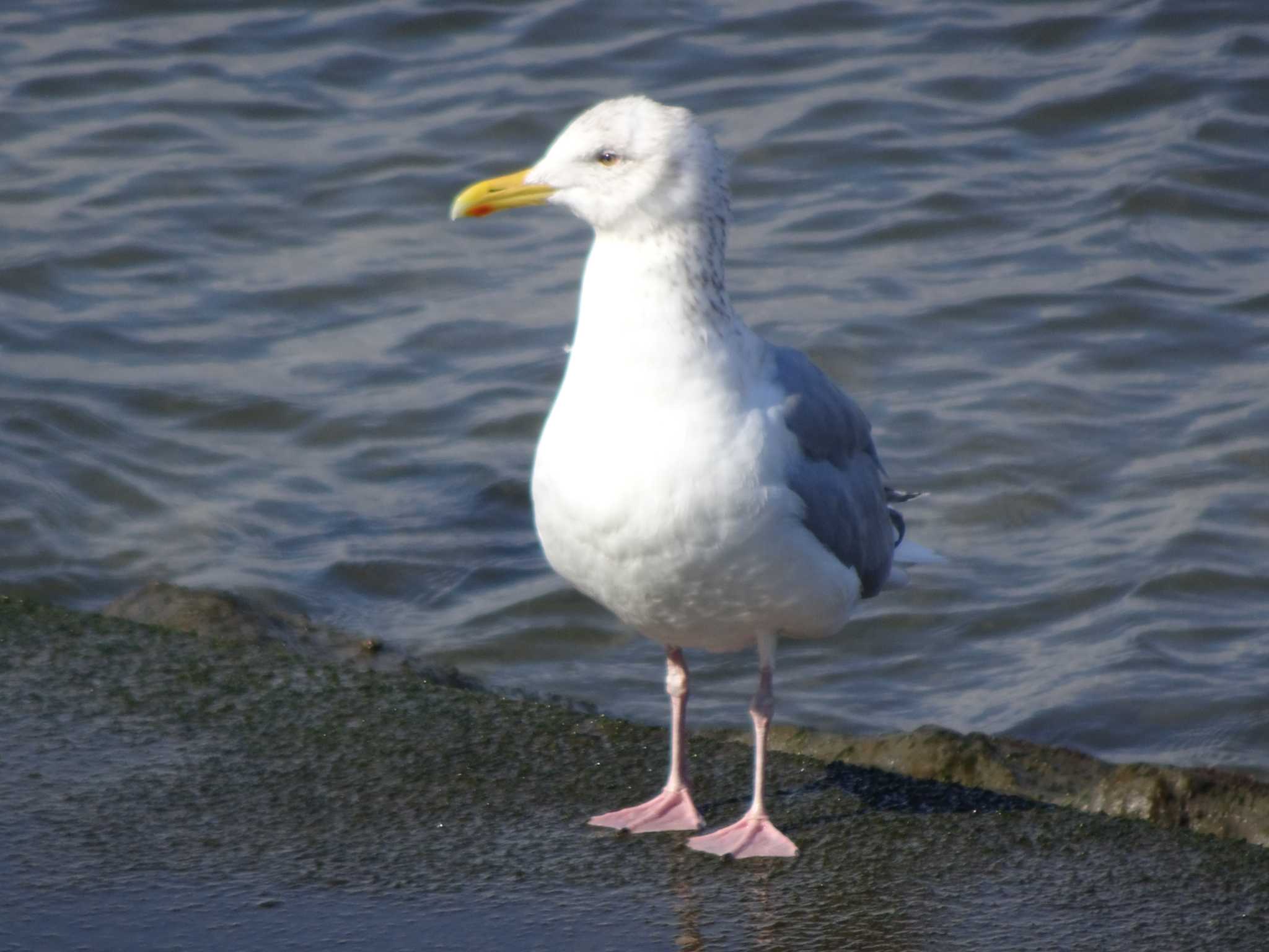 Photo of Vega Gull at 日の出三番瀬沿い緑道 by Kozakuraband