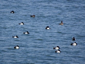 Greater Scaup 日の出三番瀬沿い緑道 Sun, 3/15/2020