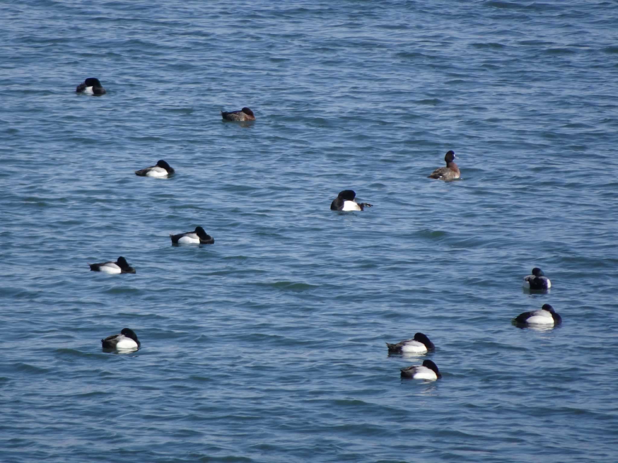 Photo of Greater Scaup at 日の出三番瀬沿い緑道 by Kozakuraband